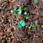 vi tran iki8ospgeao unsplash